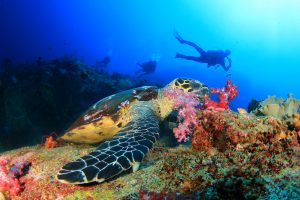 Schildkröte im roten Meer