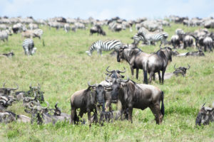 Gnus und Zebras in Tansania