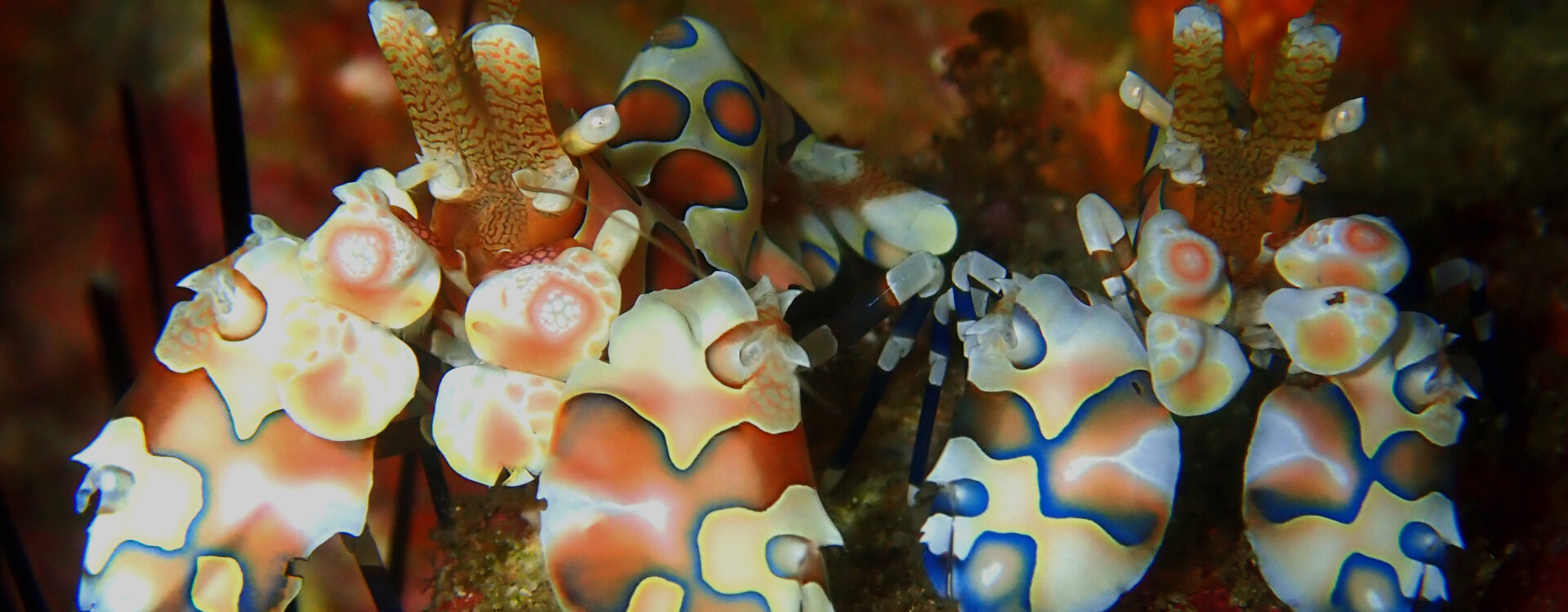 Harlekin Shrimp