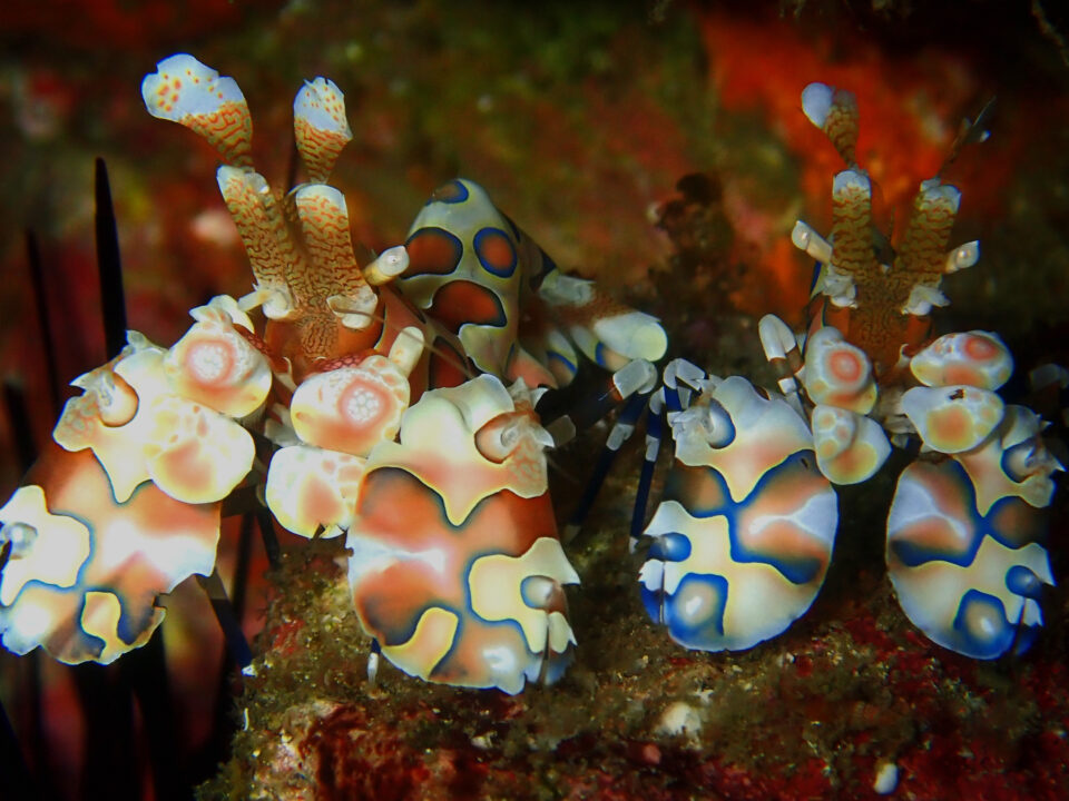 Harlekin Shrimp