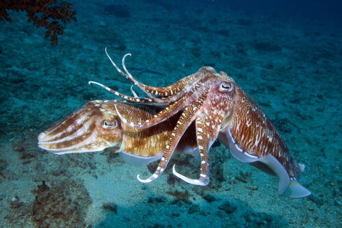 Pharao Cuttlefish4