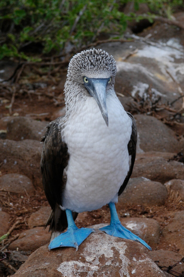 Blue-footed-booby