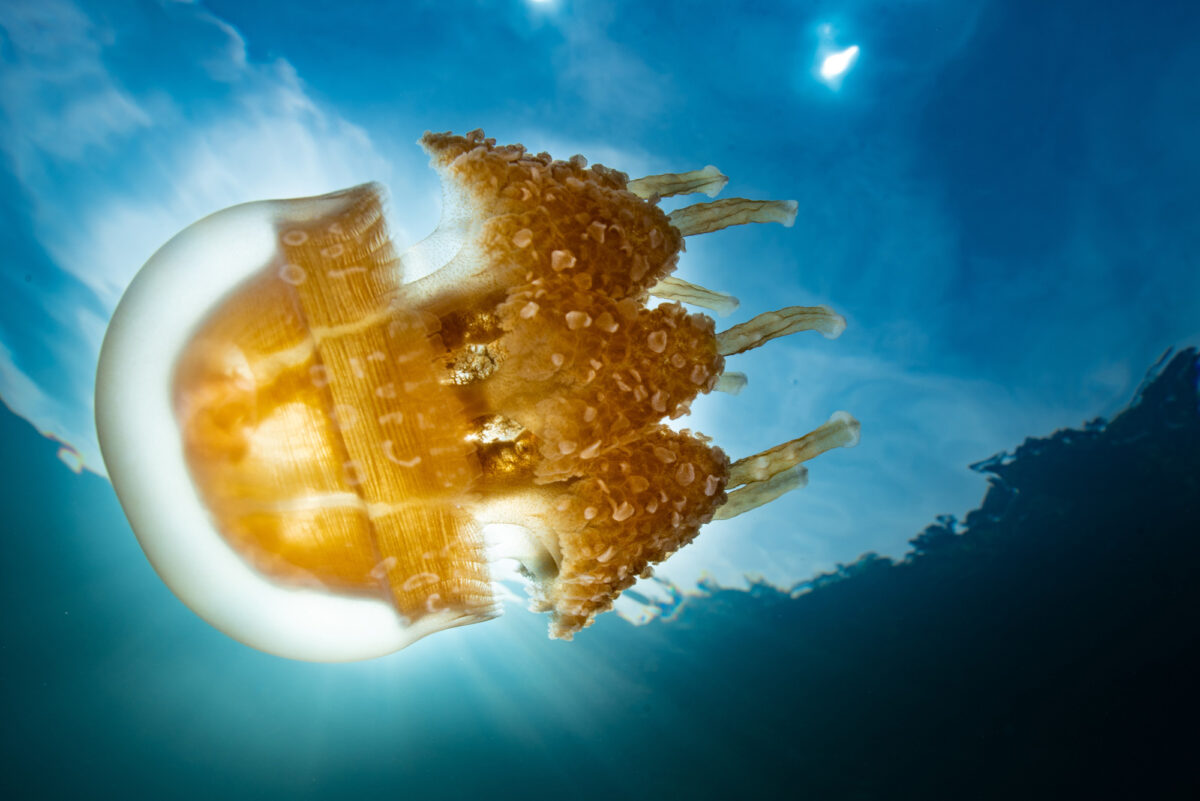 JellyFish