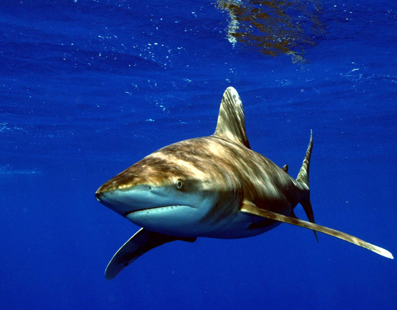 Longimanus
