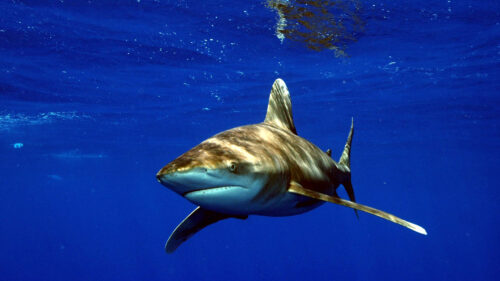 Longimanus