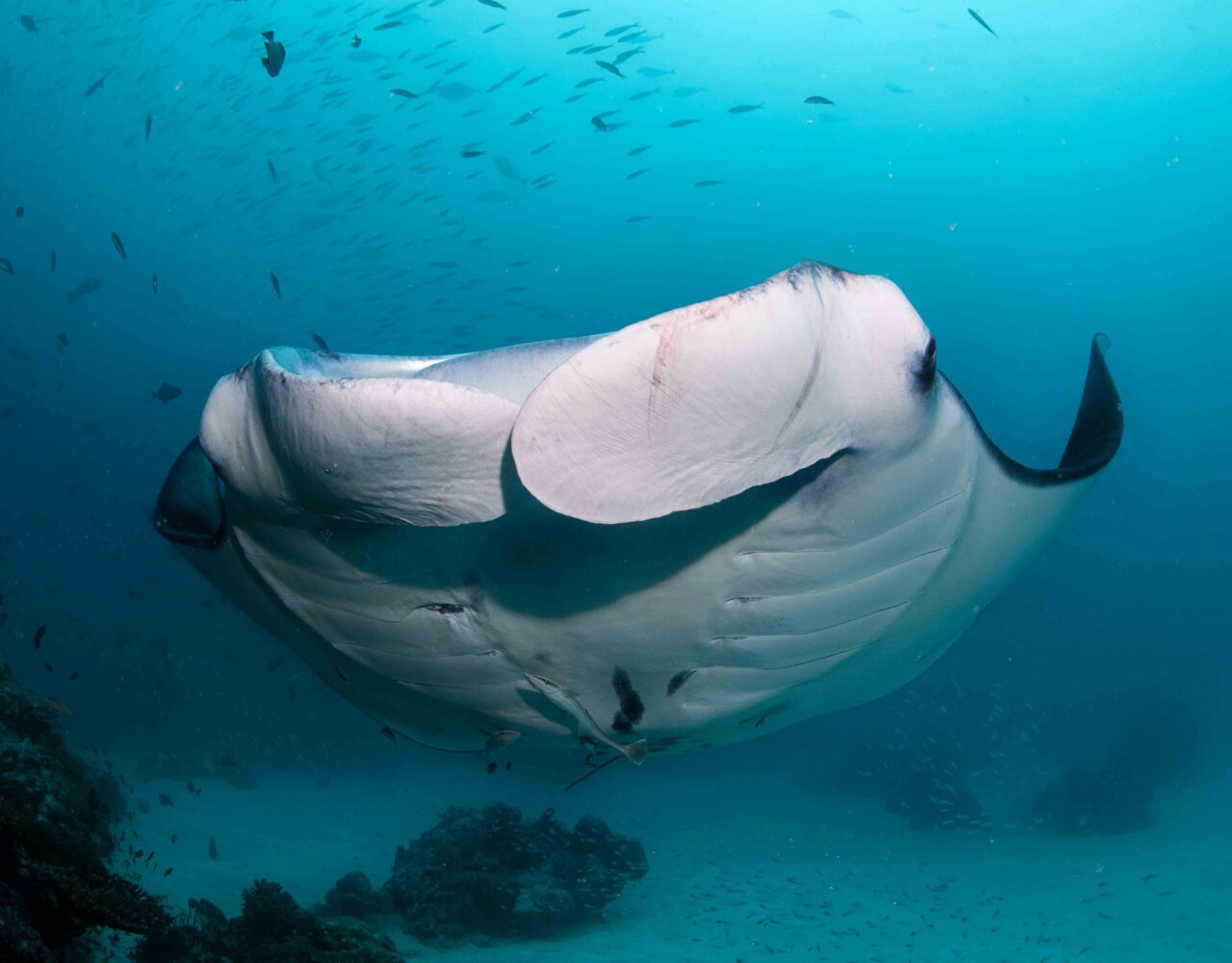 Palau 2