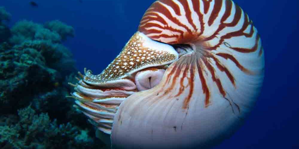 Incredible underwater world - Nautilus, Palau.