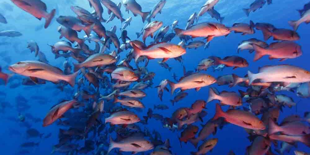 closeup of the middle of school of red snapper fish in South Pacific Ocean