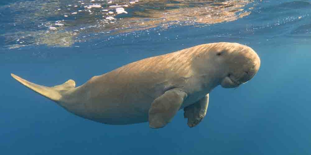 Calm dugong near the ocean surface. Cute marine animal. Rare sea mammal (Dugong dugon)