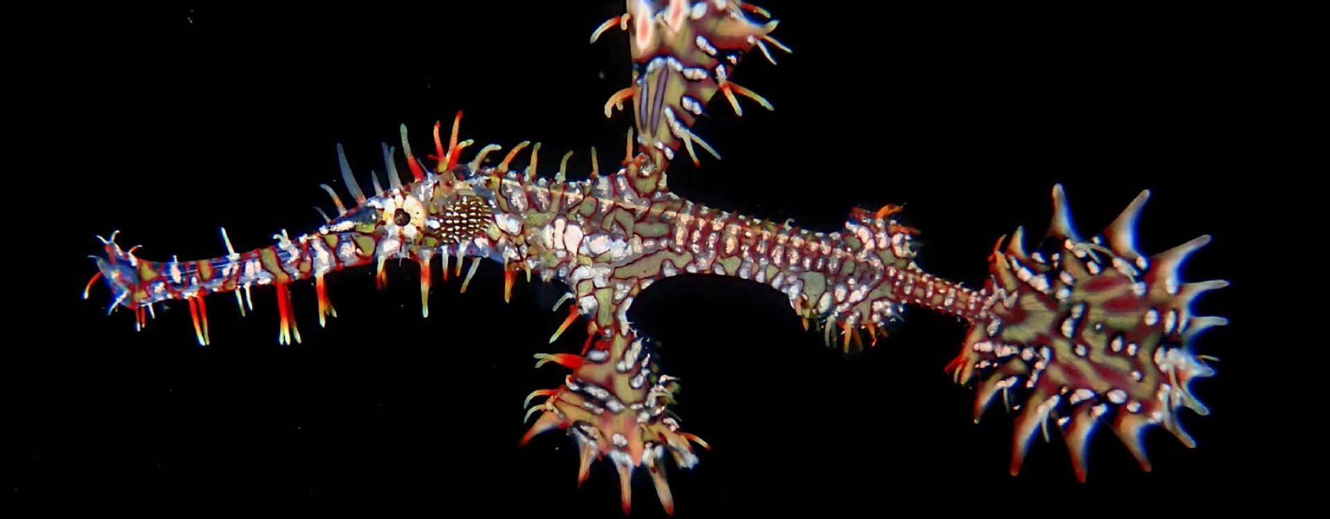 Geisterpfeifenfisch