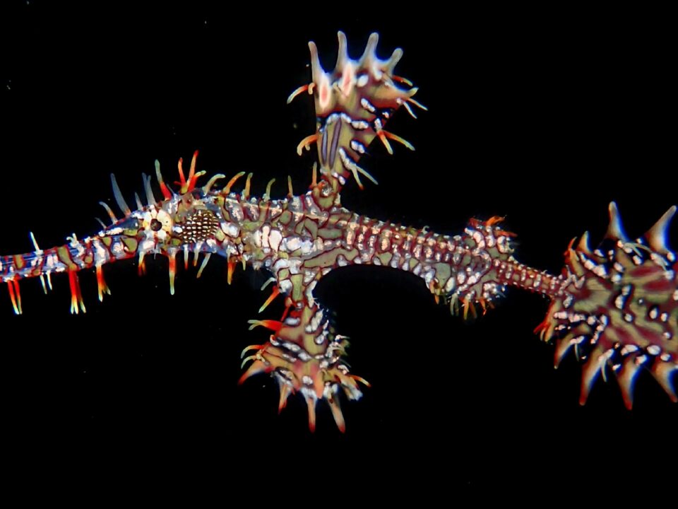 Geisterpfeifenfisch