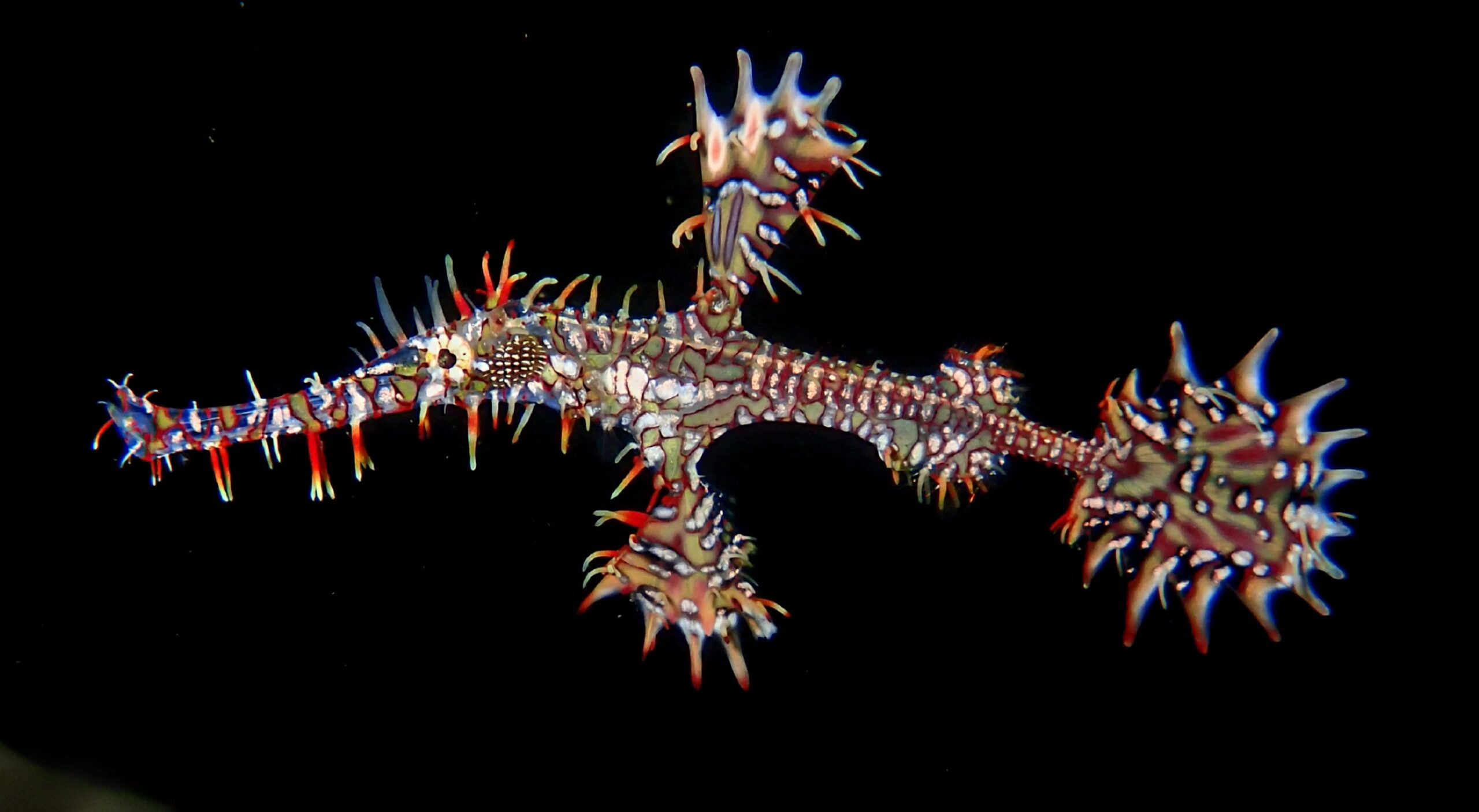 Geisterpfeifenfisch