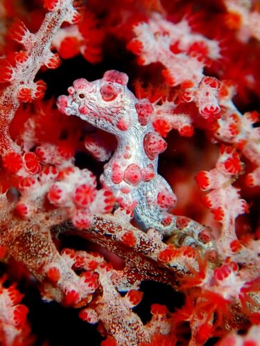 Makro Foto Pygmäen Seepferdchen