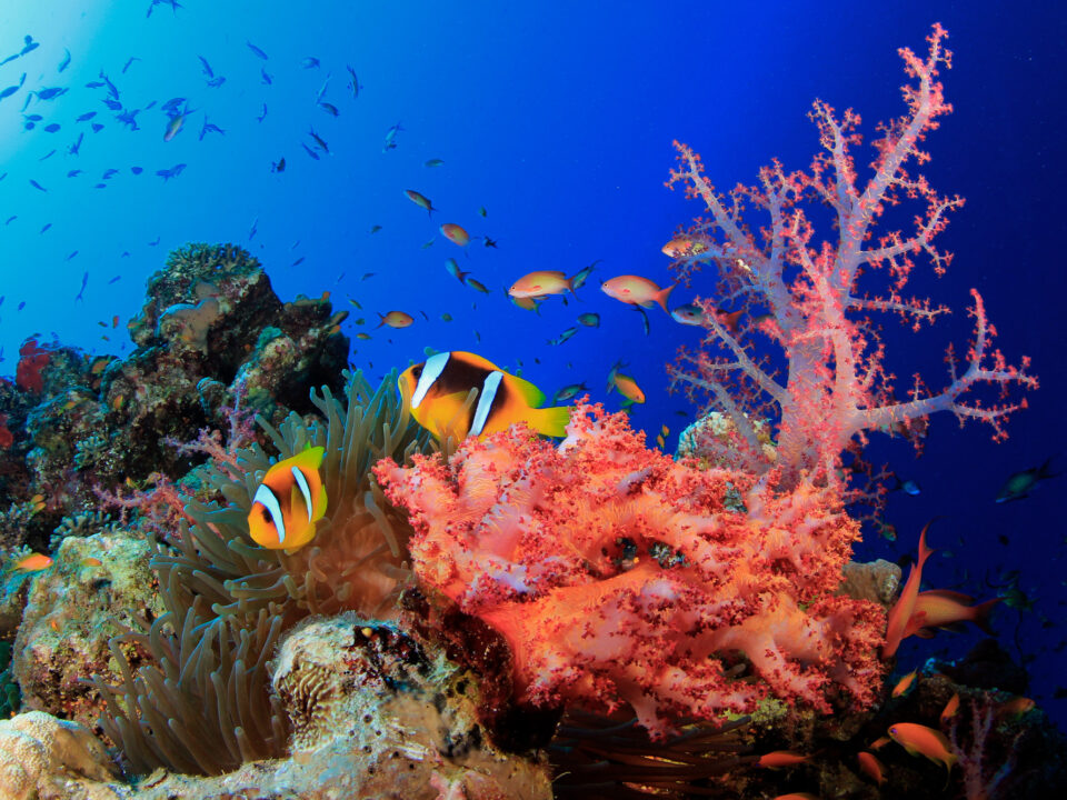 Reef