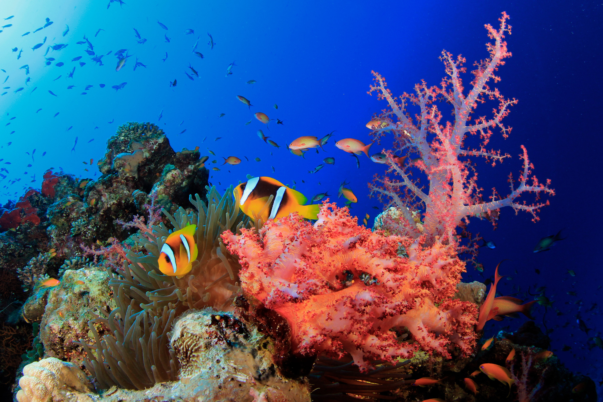 Reef