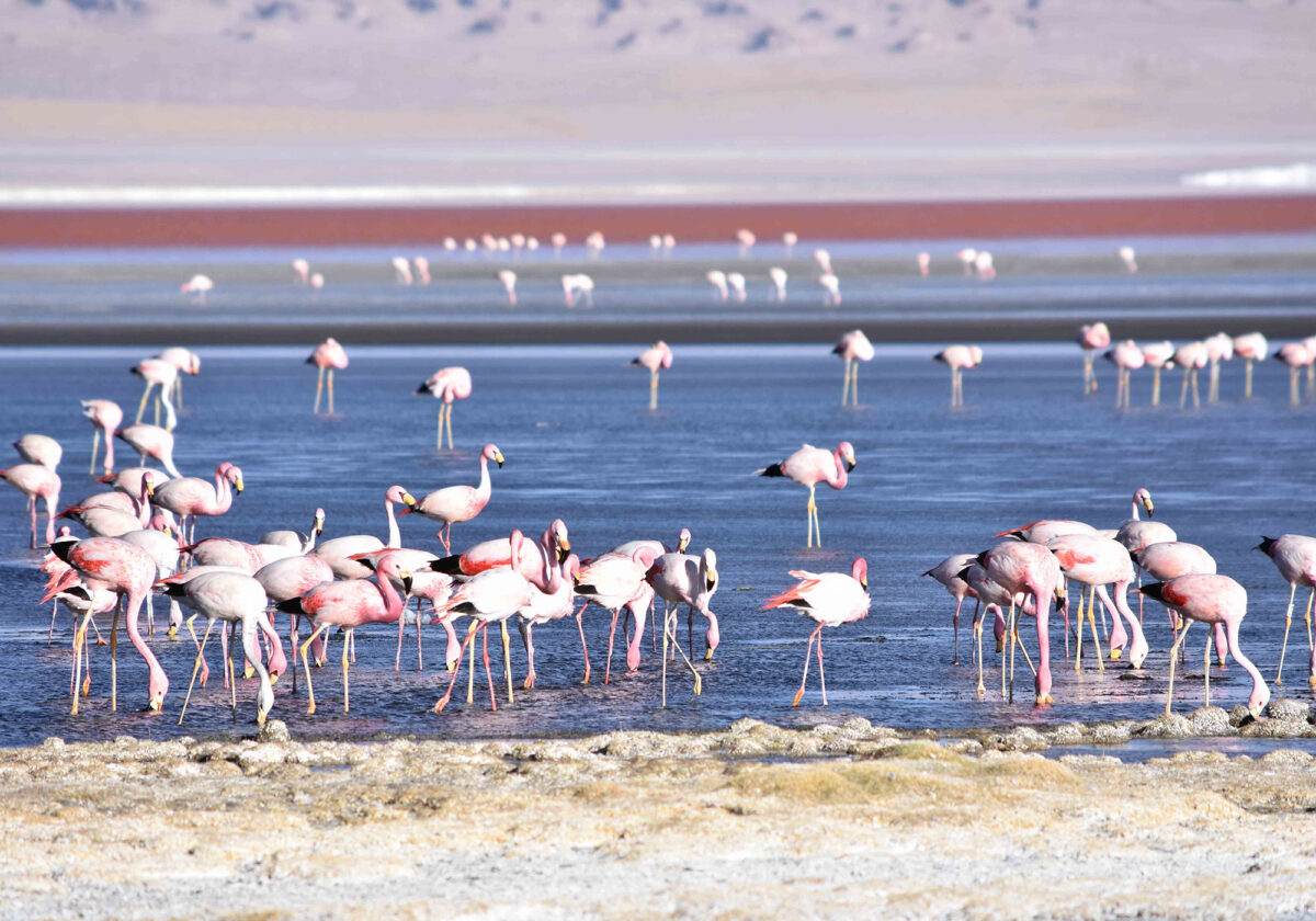 Uyuni_4