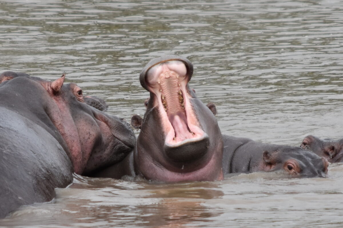 Hippo