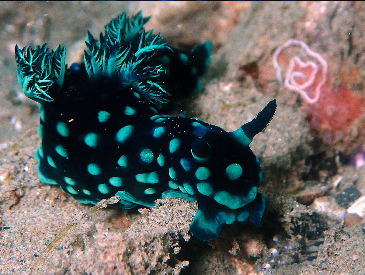 Sulawesi_3