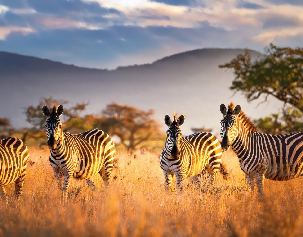 A captivating image of zebras gracefully traversing the savannah grasslands of Swazilands Mlilwane Wildlife Refuge at dusk.