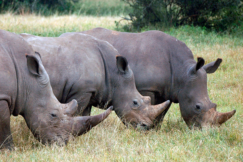Nashörner